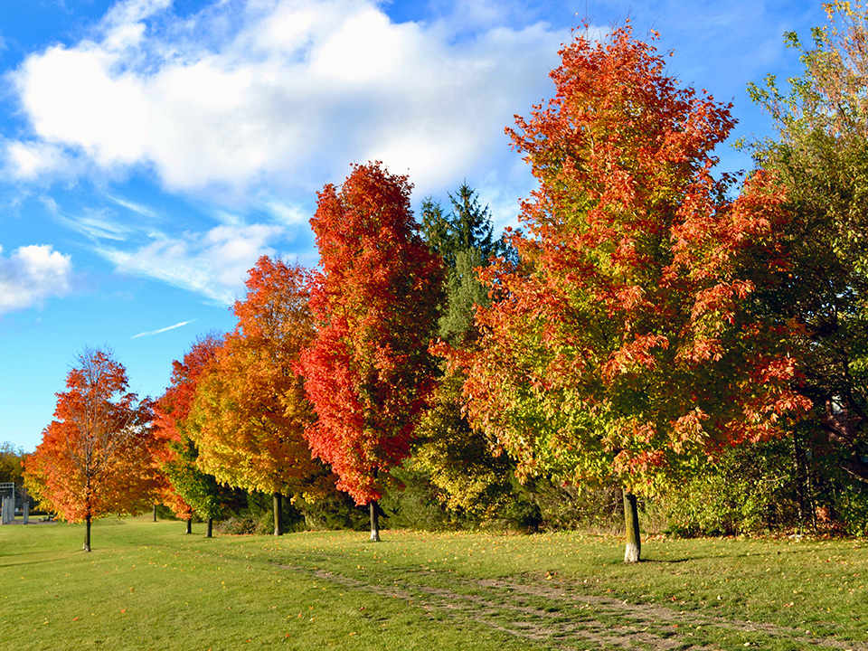 Image of rees with fall leaves in a park