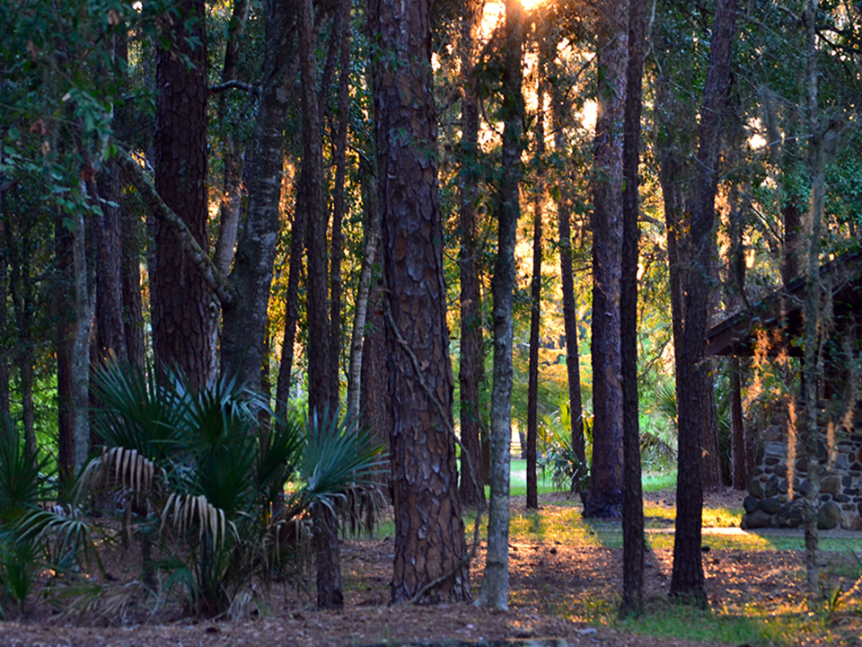 Image of sun light through the trees