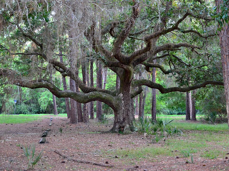 Image of a very old tree