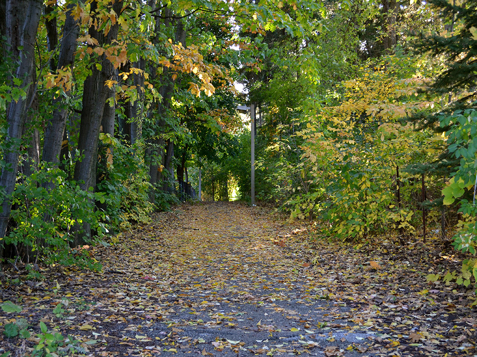 Image of trees framing a walkway