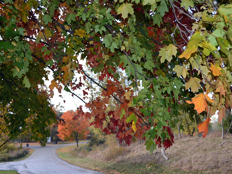 Image of tree foliage framing the road ahead
