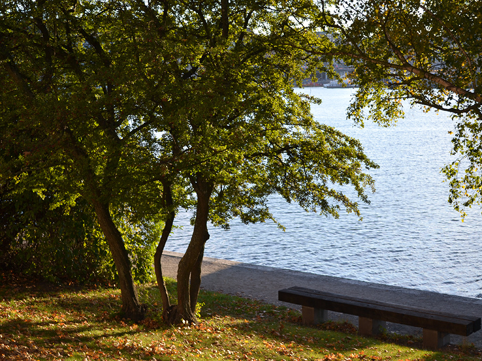 Image of a ench under the tree by the water