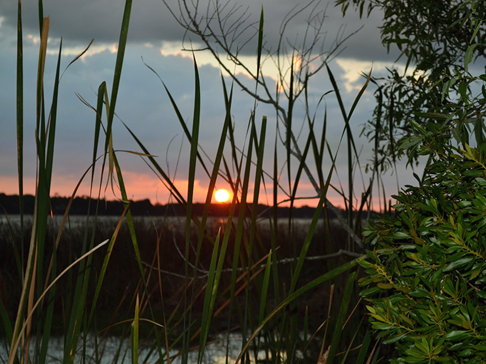 Image of sunset through grass